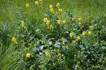 Image showing Grass and flowers