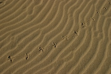 Image showing Birdprints on beach