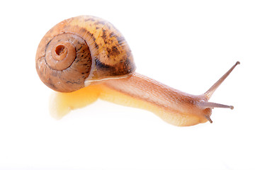 Image showing Snail on a white background