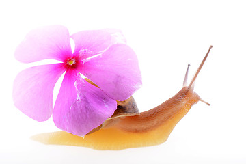 Image showing Snail with a purple flower