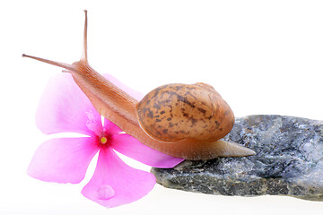 Image showing Snail with a purple flower