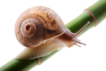 Image showing Snail on a green bamboo stem