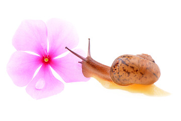 Image showing Snail with a purple flower