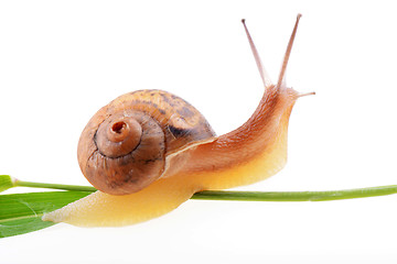 Image showing Snail on a green leaf 