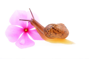 Image showing Snail with a purple flower