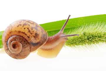 Image showing Snail on a green leaf 