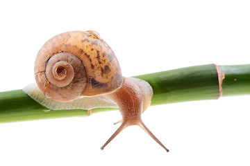 Image showing Snail on a green bamboo stem