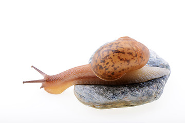 Image showing Snail on a stone