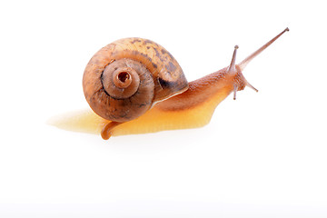 Image showing Snail on a white background