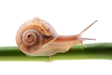 Image showing Snail on a green bamboo stem