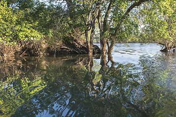 Image showing aquatic plants 