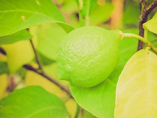 Image showing Retro look Lemon picture