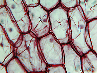 Image showing Onion epidermus micrograph