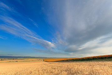 Image showing Sunflower and wheat