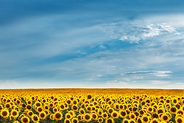 Image showing Field of sunflowers