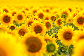 Image showing Sunflower field, backlit.