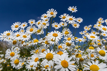 Image showing Daisies.