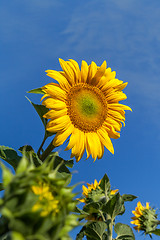 Image showing Sunflower