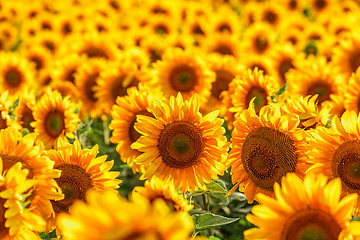 Image showing Blooming sunflower.