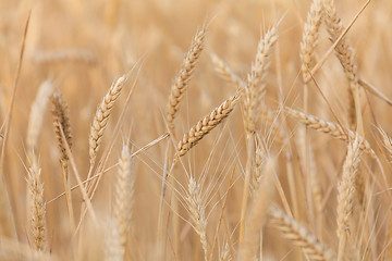 Image showing wheat ears close-up