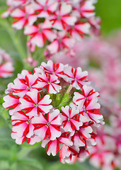 Image showing geranium flowers