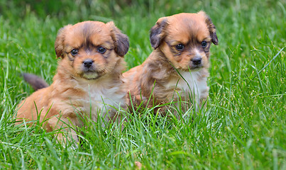 Image showing two young puppies