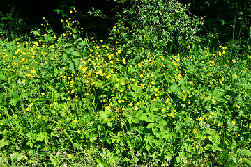 Image showing Field with flowers