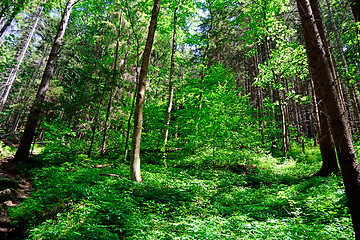 Image showing Forest