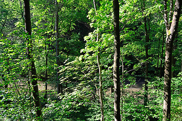 Image showing Forest