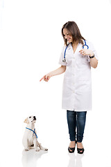 Image showing Beautiful young veterinary pointing to a a cute puppy labrador d