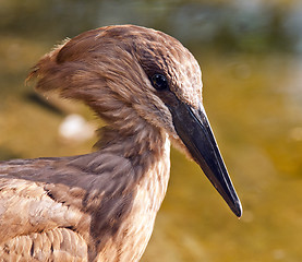 Image showing Hamerkop