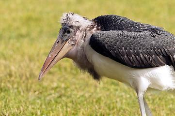 Image showing Marabou stork