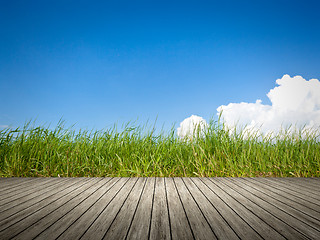 Image showing green grass