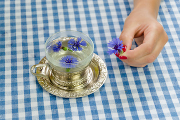 Image showing hand hold fresh cornflower blossom. herbal tea cup 