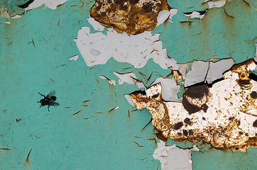 Image showing background of cracked surface plate and black fly 