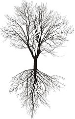 Image showing Bare Tree With Roots