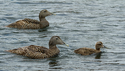 Image showing Eider