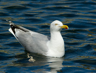 Image showing Herring gull