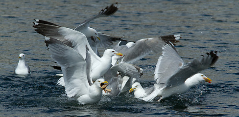 Image showing Seagull