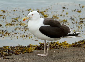 Image showing Great Black-backed