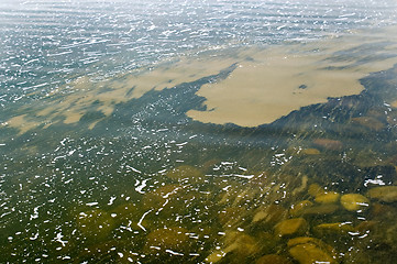 Image showing Algae bloom