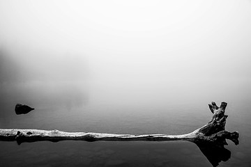 Image showing Dead tree reflected in a lake