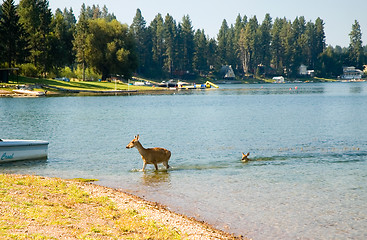 Image showing Swimming deer