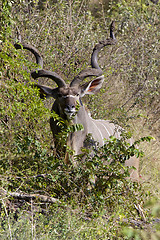 Image showing Kudu bull 