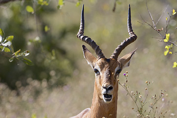 Image showing Wildlife