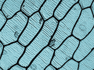 Image showing Onion epidermus micrograph