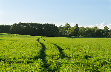 Image showing path through young grain to the forest  