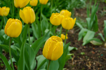Image showing yellow tulip with green leaves grow in the garden 