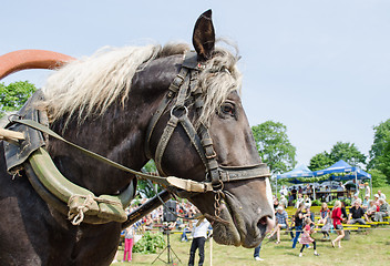 Image showing close up black horse head white mane and harness 