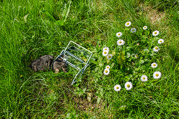 Image showing dead mole in the grip traps in the meadow 